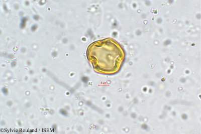 Teramnus labialis - lame n° 5470