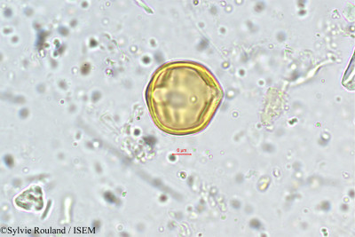 Teramnus labialis - lame n° 5470