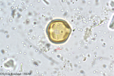 Teramnus labialis - lame n° 5470