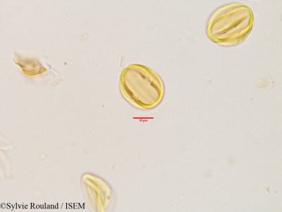 Sylvie.Rouland/Terminalia_bellirica_3863/Terminalia_bellirica_3863_0001(copy)_thumb.jpg