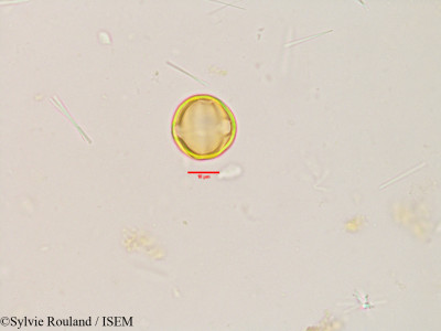 Terminalia catappa - lame n° 3864