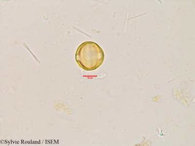 Terminalia catappa - lame n° 3864