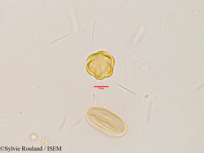 Terminalia catappa - lame n° 3864