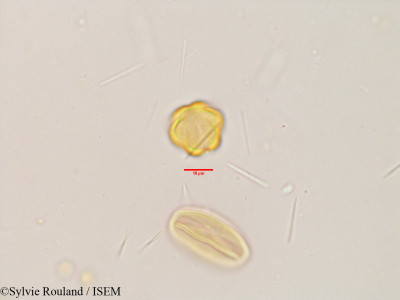 Terminalia catappa - lame n° 3864