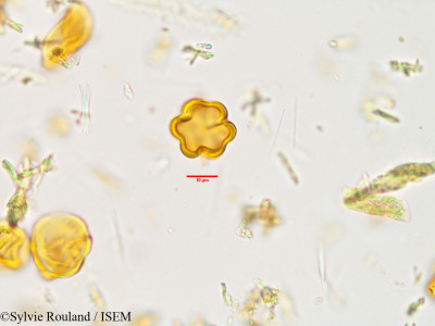 Sylvie.Rouland/Terminalia_chebula_3865/Terminalia_chebula_3865_0001(copy)_thumb.jpg