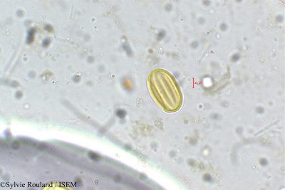 Sylvie.Rouland/Terminalia_crenulata_5357/Terminalia_crenulata_5357_0001(copy)_thumb.jpg