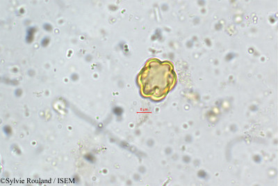 Sylvie.Rouland/Terminalia_gella_5348/Terminalia_gella_5348_0001(copy)_thumb.jpg