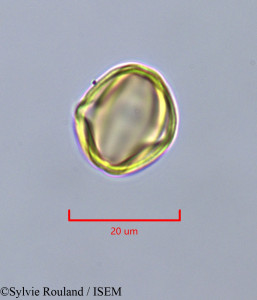 Sylvie.Rouland/Terminalia_glaucescens_47329/Terminalia_glaucescens_47329_0001(copy)_thumb.jpg