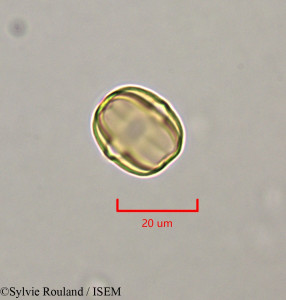 Sylvie.Rouland/Terminalia_superba_47343/Terminalia_superba_47343_0001(copy)_thumb.jpg
