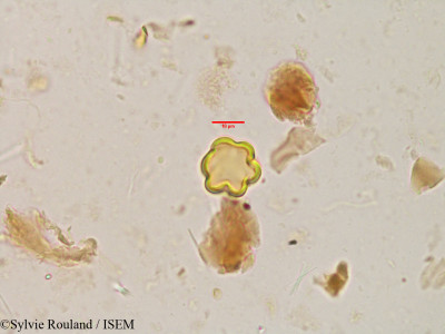 Sylvie.Rouland/Terminalia_tomentosa_3866/Terminalia_tomentosa_3866_0001(copy)_thumb.jpg