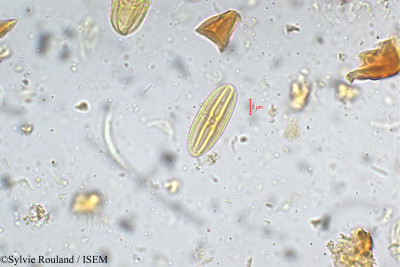 Sylvie.Rouland/Terminalia_travancorensis_5333/Terminalia_travancorensis_5333_0001(copy)_thumb.jpg