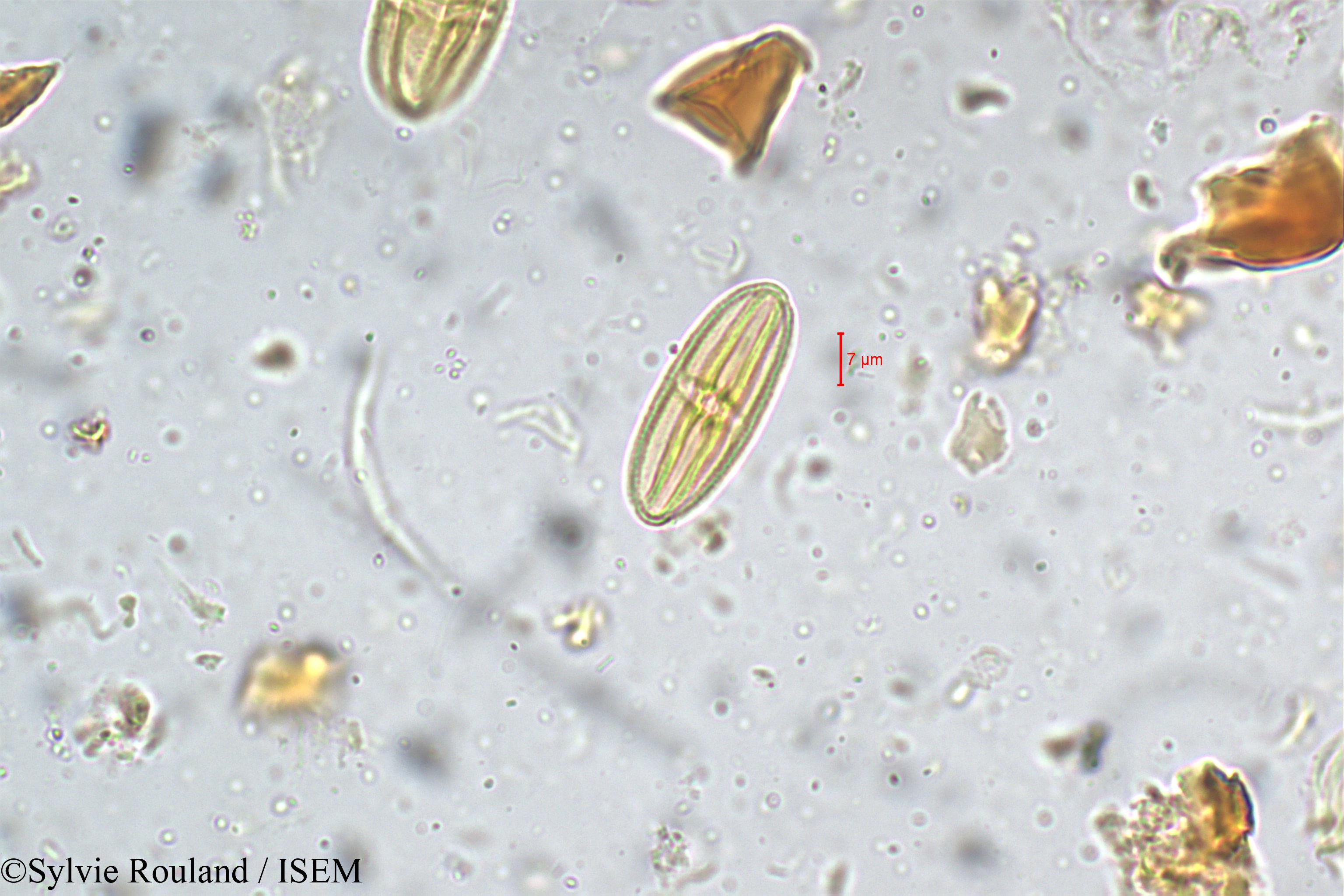 Sylvie.Rouland/Terminalia_travancorensis_5333/Terminalia_travancorensis_5333_0002(copy).jpg