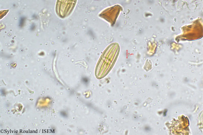 Terminalia travancorensis - lame n° 5333