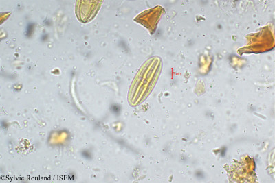 Terminalia travancorensis - lame n° 5333