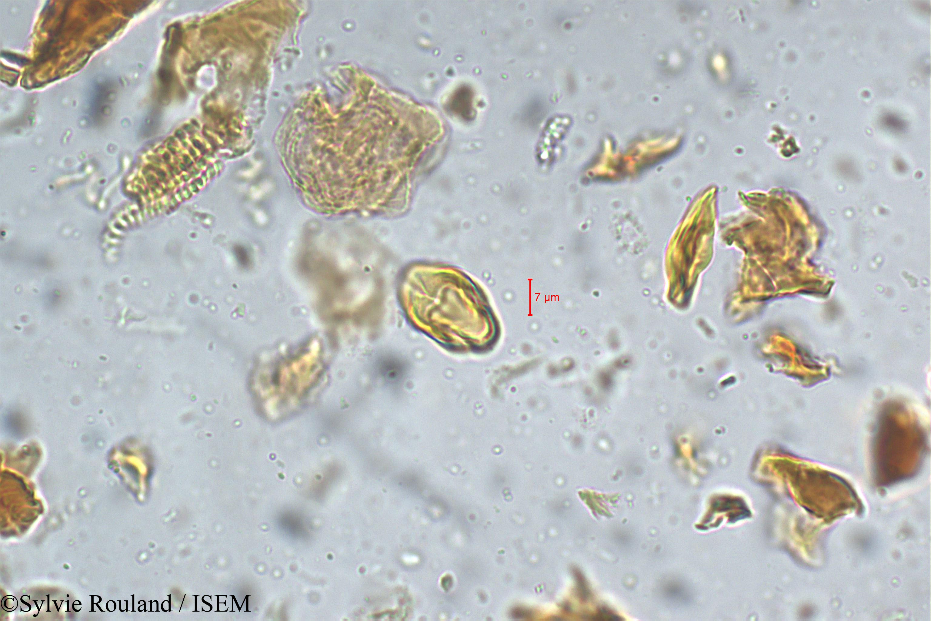 Sylvie.Rouland/Terminalia_travancorensis_5333/Terminalia_travancorensis_5333_0004(copy).jpg