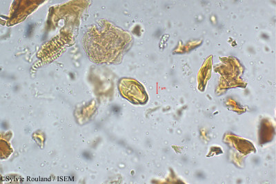Terminalia travancorensis - lame n° 5333