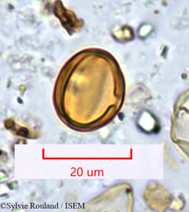 Sylvie.Rouland/Terminaliopsis_tetrandrus_1109/Terminaliopsis_tetrandrus_1109_0001(copy)_thumb.jpg