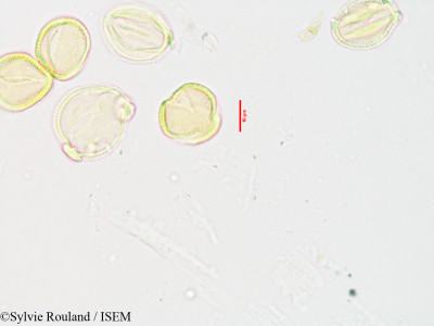 Sylvie.Rouland/Tetracera_edentata_3355/Tetracera_edentata_3355_0001(copy)_thumb.jpg