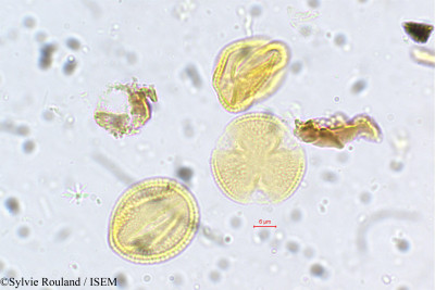 Sylvie.Rouland/Tetracera_laevis_5411/Tetracera_laevis_5411_0001(copy)_thumb.jpg