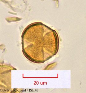 Sylvie.Rouland/Tetracera_madagascariensis_1124/Tetracera_madagascariensis_1124_0001(copy)_thumb.jpg