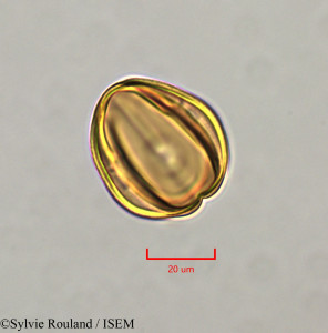 Sylvie.Rouland/Tetracera_stuhlmanniana_47340/Tetracera_stuhlmanniana_47340_0001(copy)_thumb.jpg