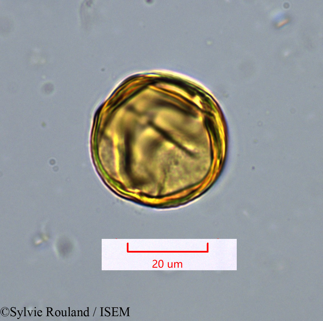 Sylvie.Rouland/Tetraclis_ebenifera_1422/Tetraclis_ebenifera_1422_0001(copy).jpg