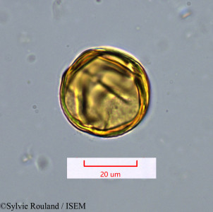 Sylvie.Rouland/Tetraclis_ebenifera_1422/Tetraclis_ebenifera_1422_0001(copy)_thumb.jpg