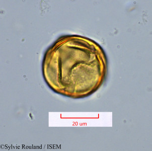 Tetraclis ebenifera - lame n° 1422