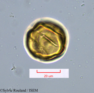 Tetraclis ebenifera - lame n° 1422