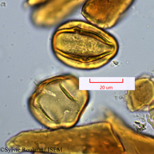 Tetraclis ebenifera - lame n° 1422
