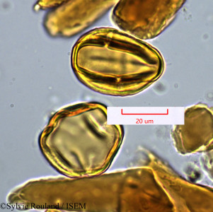 Tetraclis ebenifera - lame n° 1422