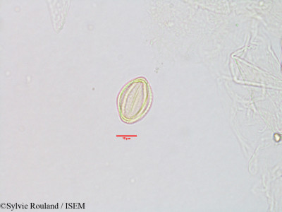 Sylvie.Rouland/Tetradenia_fruticosa_3098/Tetradenia_fruticosa_3098_0001(copy)_thumb.jpg