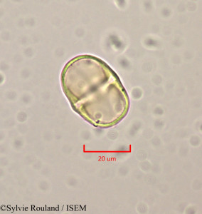 Sylvie.Rouland/Tetragastris_hostmannii_47254/Tetragastris_hostmannii_47254_0001(copy)_thumb.jpg