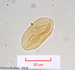 Sylvie.Rouland/Thapsia_decipiens_941/Thapsia_decipiens_941_0001(copy)_thumb.jpg