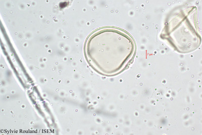 Sylvie.Rouland/Themeda_quadrivalvis_5104/Themeda_quadrivalvis_5104_0001(copy)_thumb.jpg