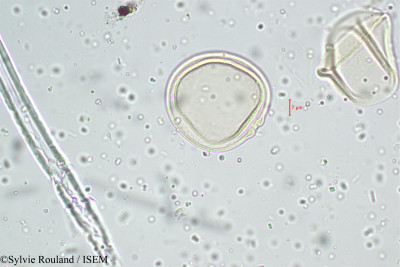 Themeda quadrivalvis - lame n° 5104