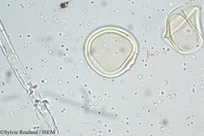 Themeda quadrivalvis - lame n° 5104