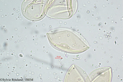 Themeda quadrivalvis - lame n° 5104