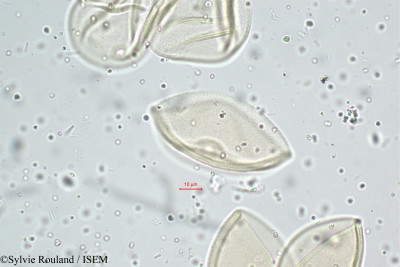 Themeda quadrivalvis - lame n° 5104