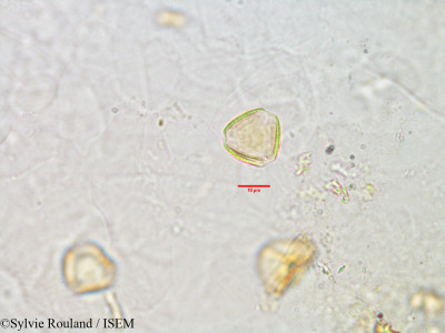 Sylvie.Rouland/Thesium_decaryanum_3011/Thesium_decaryanum_3011_0001(copy)_thumb.jpg