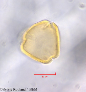 Sylvie.Rouland/Thevetia_peruviana_47213/Thevetia_peruviana_47213_0001(copy)_thumb.jpg