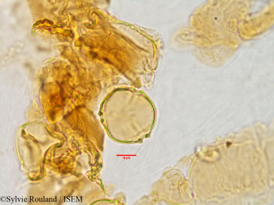 Sylvie.Rouland/Thouarsiora_littoralis_2890/Thouarsiora_littoralis_2890_0001(copy)_thumb.jpg