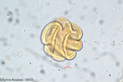 Thunbergia alata - lame n° 5788