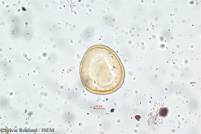 Thunbergia alata - lame n° 5788