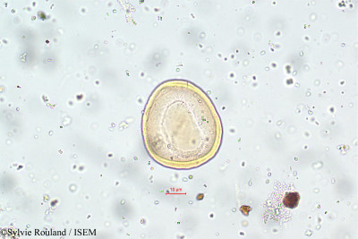 Thunbergia alata - lame n° 5788