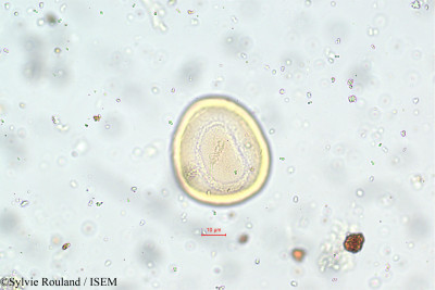 Thunbergia alata - lame n° 5788