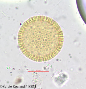 Sylvie.Rouland/Thymelaea_arvensis_729/Thymelaea_arvensis_729_0001(copy)_thumb.jpg