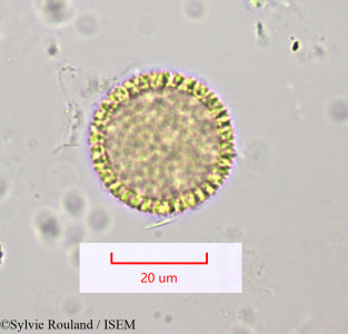 Sylvie.Rouland/Thymelaea_lythroides_1158/Thymelaea_lythroides_1158_0001(copy)_thumb.jpg