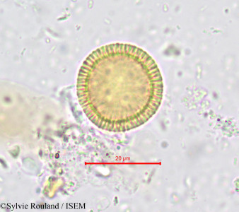 Sylvie.Rouland/Thymelaea_microphylla_730/Thymelaea_microphylla_730_0001(copy)_thumb.jpg