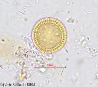 Thymelaea microphylla - lame n° 730